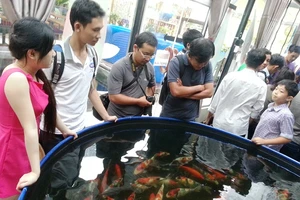 Cá “quốc ngư” bị đẩy giá tới trời