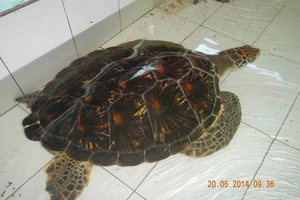 Cứu hộ rùa biển tại nhà hàng