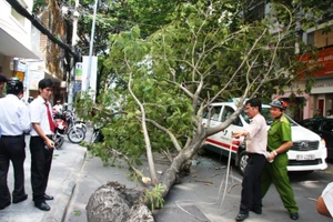 Cây xanh bật gốc đè taxi giữa trung tâm