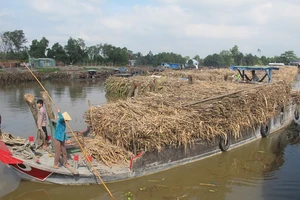 Nông dân trồng mía đòi được 30/80 tỉ tiền nợ