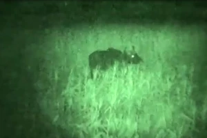 Tận mắt chứng kiến bò tót xuất hiện gần nhà dân