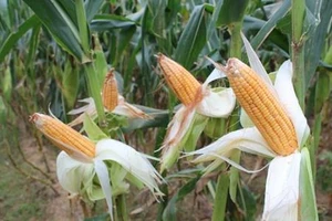 Việt Nam chi hàng tỷ USD để... nhập khẩu ngô