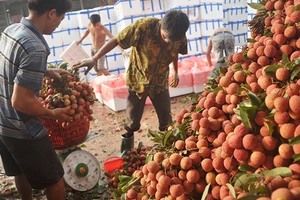 Trung Quốc trúng thầu nhiều vì Việt Nam thực hiện tốt luật (?)