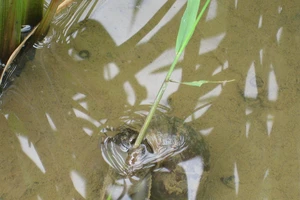 Dịch tả nguy cơ xảy ra tại TP HCM