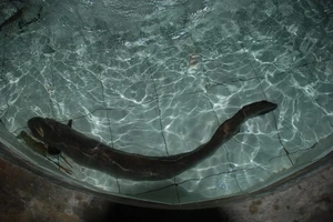 Bắt được cá chình khủng trên sông Vàm Cỏ