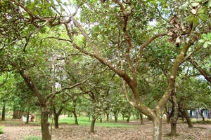 Bắt đối tượng giết người phụ nữ trong vườn điều