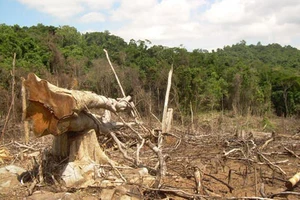 Cách chức hạt trưởng hạt kiểm lâm để xảy ra phá rừng thường xuyên