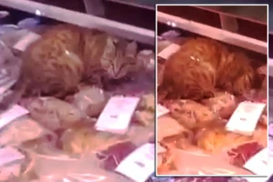 Chú mèo đi lạc trong tủ hải sản ở sân bay