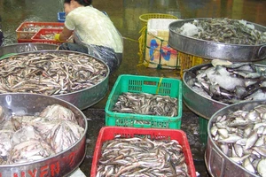 Các dạng ngộ độc thực phẩm thường gặp