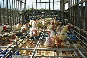 Bắt giữ khối lượng lớn gà lậu từ Lào