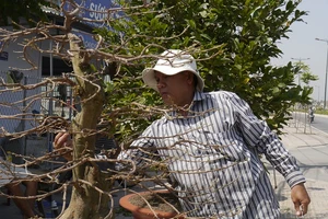 Làng mai Tết bắt đầu sôi động