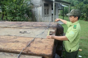 Tịch thu hàng chục m3 gỗ khai thác trái phép