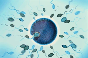 Chất lượng của trứng và tinh binh qua từng mốc thời gian