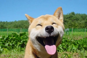 Học cách hạnh phúc như một chú chó, tại sao không?