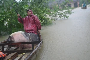 Lũ sông Bồ về bất ngờ người dân không kịp trở tay