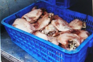 Nghi vấn tráo cá ươn để cung cấp cho trường học