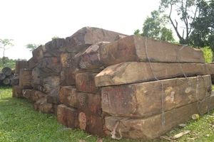 Bắt thêm hai nghi can trong đường dây phá rừng đặc dụng Bà Nà – Núi Chúa