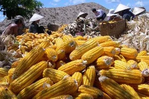 Cả nước chỉ có khoảng 10% HTX hoat động hiệu quả