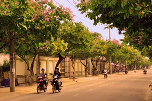 Ngơ ngẩn với sắc tím trên con đường 'lãng mạn nhất Biên Hòa'