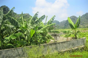 Mất mạng vì kéo đi trả thù cây chuối bị chặt