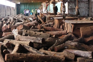 Bắt hơn chục khối gỗ lậu của một doanh nghiệp