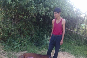 Phá hoại đốt trộm cây rơm, gây họa cả người và vật