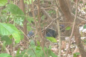 Điều tra hai vụ nghi tự tử bằng thuốc độc