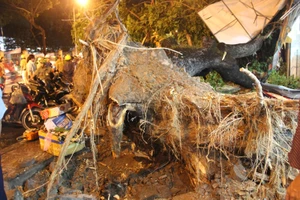 Cây cổ thụ bị gió thổi bật gốc, người đi đường tháo chạy