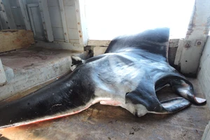 Cá ‘khủng’ dính lưới ngư dân