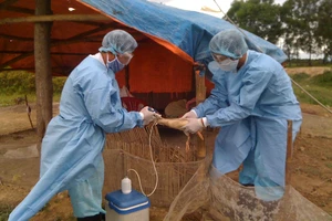 Phòng chống cúm gia cầm lây sang người