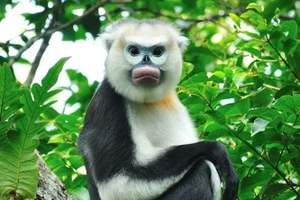 Vingroup công bố Chương trình Bảo tồn Động vật Vinpearl Safari