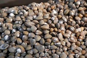 Phát hiện bãi hến khoảng 700 tấn