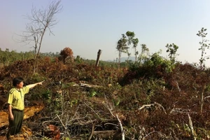 Đắk Nông kỷ luật một loạt cán bộ kiểm lâm để mất rừng