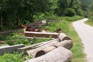 Một người dân bị gỗ đè chết khi chở gỗ ra khỏi rừng