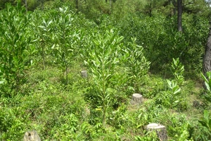 Phạt 50 triệu đồng DN khai thác rừng trái phép