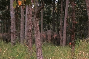 Lần đầu tiên quay phim được đàn voi rừng Yok Don