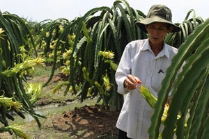 Xử lý nhóm người Trung Quốc mua hoa thanh long trái phép