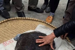 Người dân hiếu kỳ đổ xô đi xem 'cụ' ba ba 'khủng’