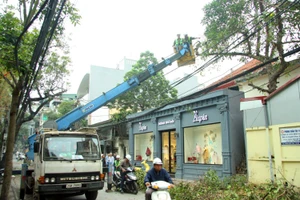 Hà Nội đặt mục tiêu trồng cây xanh đẹp như cây cảnh 