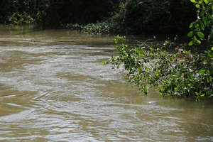 Điêu đứng vì con rạch “cấp” nước mặn