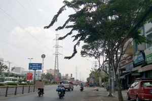 Không cho đốn 162 cây xanh ở đường Kinh Dương Vương