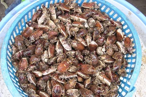 Ngộ độc mất mạng vì ăn bọ rầy