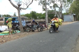 Cà Mau kênh trơ đáy, chở lúa bằng xe ôm