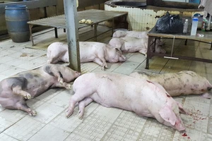 624 con heo bị bơm nước: 100% bị tiêm thuốc an thần