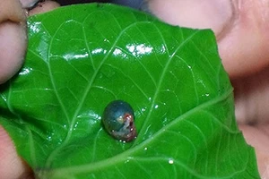 Tử vong vì ăn mật cóc để chữa ung thư