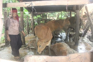 Hoang mang vì ngủ dậy thấy bò chết hàng loạt