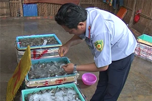 Bạc Liêu xử lý tình trạng bơm tạp chất vào tôm nguyên liệu