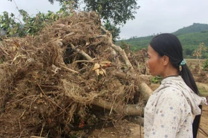 Người trồng bưởi bật khóc trên mảnh vườn tan tác sau lũ