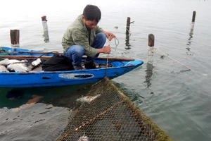 Cá chết trắng lồng, người dân nặng nỗi lo mang nợ