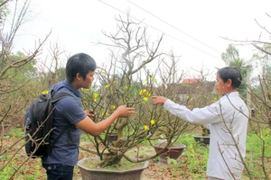 Nhà nông thu nửa tỉ đồng cho thuê mai tết